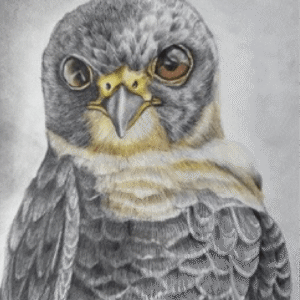 EL HALCON MURCIELAGUERO