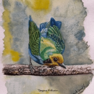 LA TANGARA MULTICOLOR