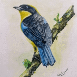 LA TANGARA PRIMAVERA