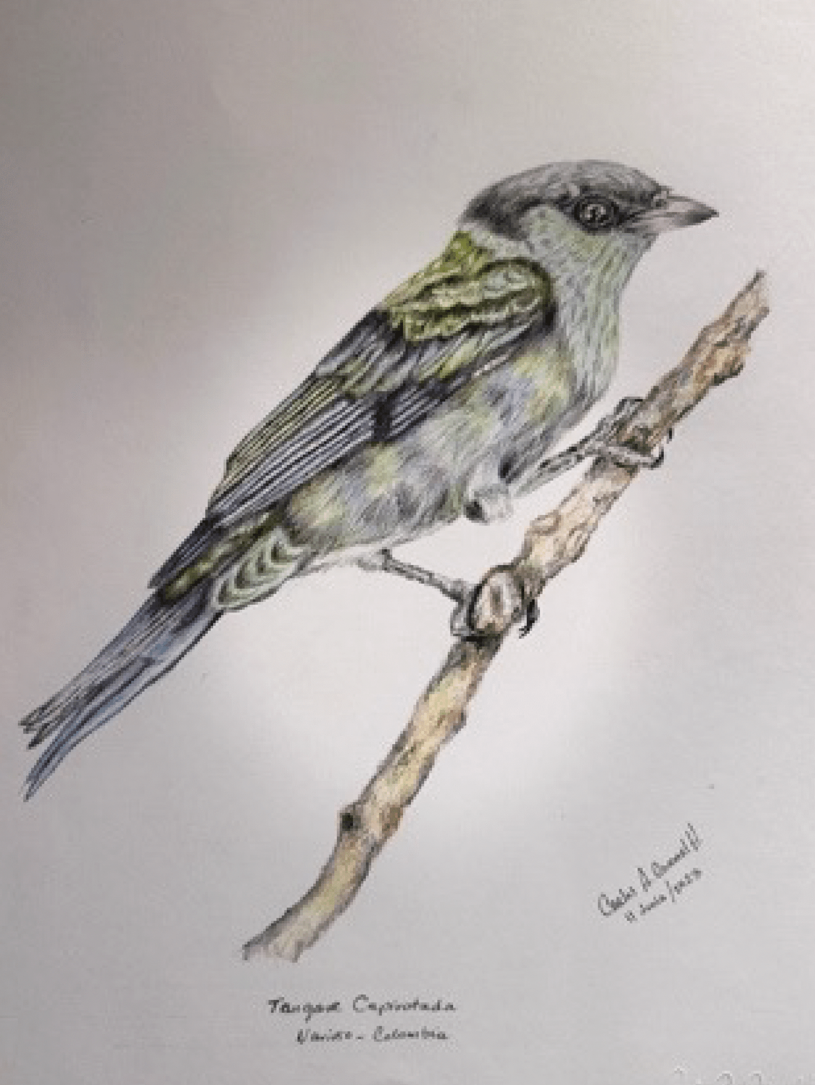 LA TANGARA CAPIROTADA