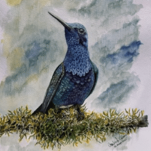 EL COLIBRI CORUSCANS