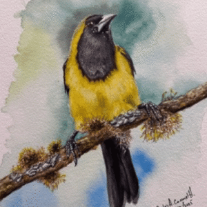 EL TURPIAL MONTAÑERO