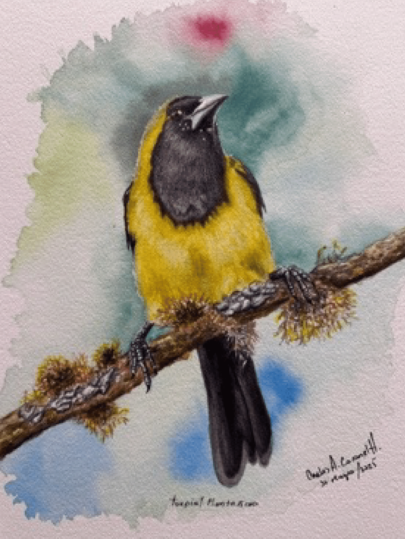 EL TURPIAL MONTAÑERO