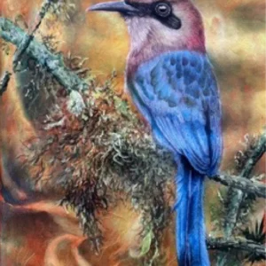 EL BARRANQUERO PIQUIGRUESO