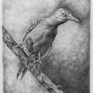 EL CARPINTERO HABADO