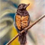 EL PICAFLOR PICHIRRUFO