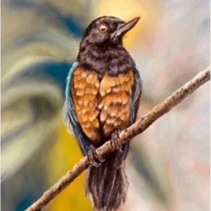 EL PICAFLOR PICHIRRUFO