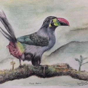 EL TUCAN ANDINO
