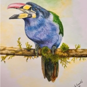 EL TUCAN PECHIGRIS