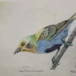 LA TANGARA MULTICOLOR