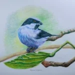 TANGARA DACNIS TURQUESA
