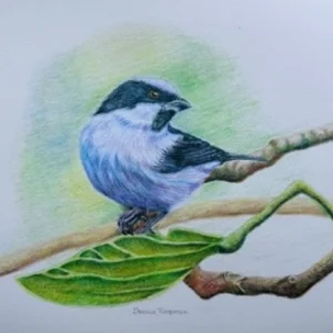 TANGARA DACNIS TURQUESA